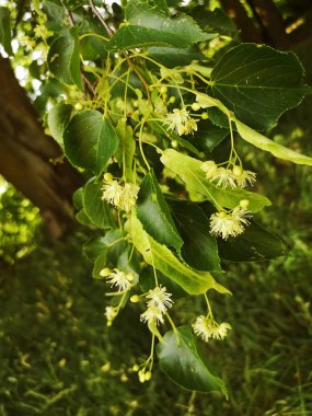 Linden ağaçta çiçek açıyor.