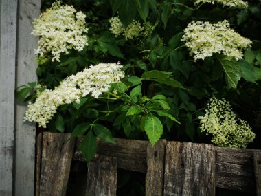 Bahçede çiçek açan mürver