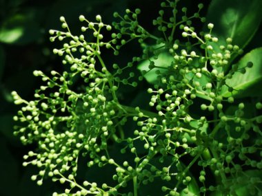 Bahçede çiçek açan mürver