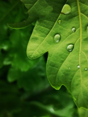 Dew drop on a green oak leaf