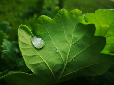 Dew drop on a green oak leaf