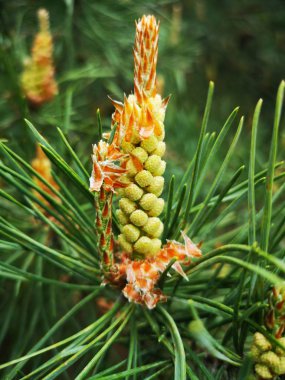 Very large pine blossoms