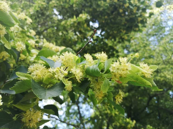 Linden Blossoms Tree — Stock Photo, Image