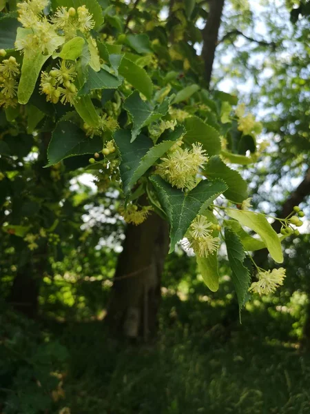 Linden Blossoms Tree — Stock Photo, Image