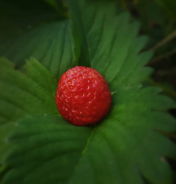 Κόκκινη Φράουλα Πράσινο Φόντο Φύλλων Στον Κήπο — Φωτογραφία Αρχείου
