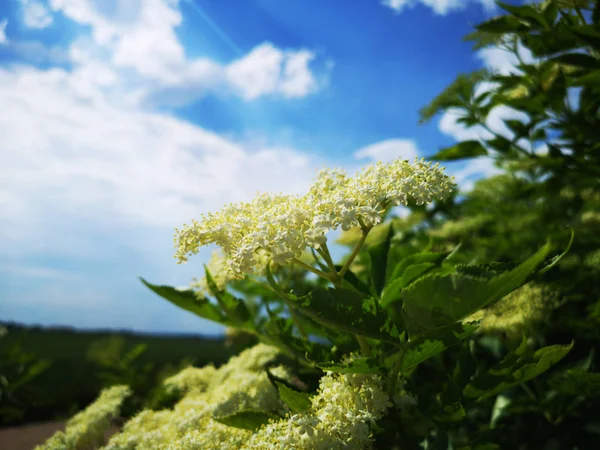 Flowering Elderberry Garden — Stock Photo, Image