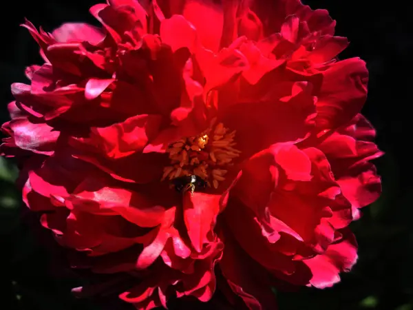 Flor Peônia Vermelha Jardim — Fotografia de Stock