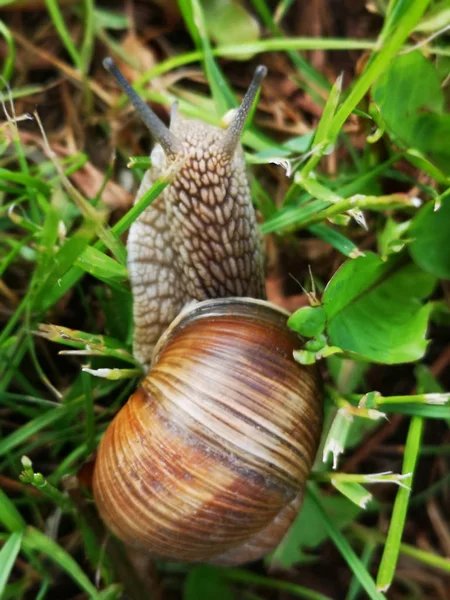 Een Grote Slak Groen Gras — Stockfoto