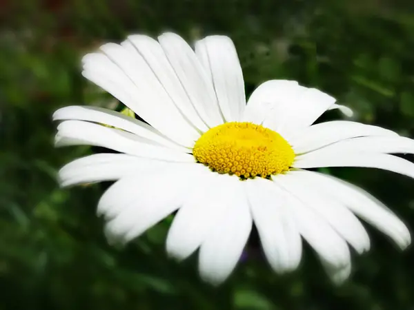 Belle Fleur Marguerite Blanche Dans Jardin — Photo