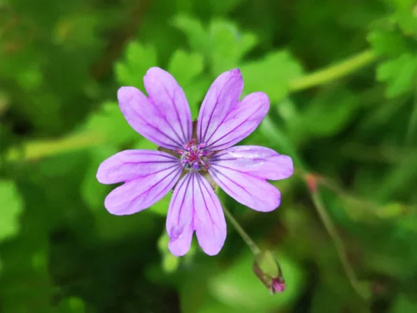 Hermosas Flores Jardín Verano —  Fotos de Stock