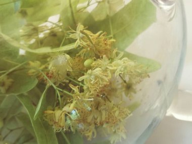 Linden yazın ortasında çiçek açar.