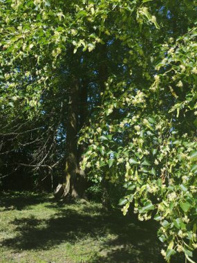 Linden yazın ortasında çiçek açar.