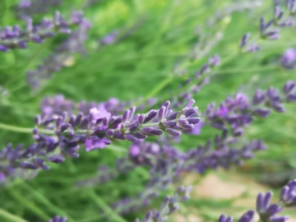 Lavender Flowers Garden — Stock Photo, Image