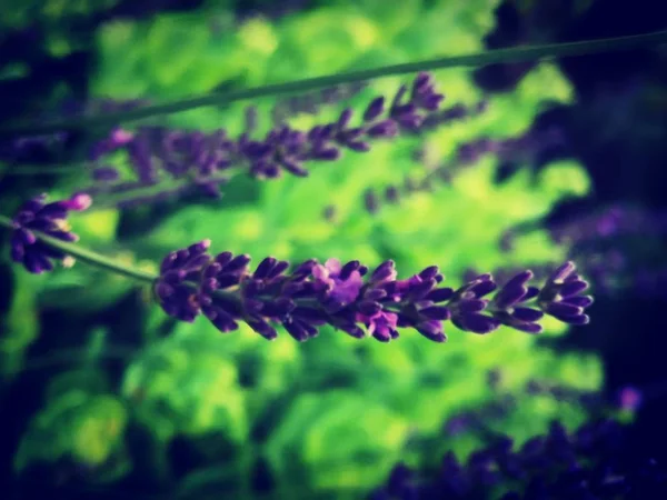 Fiori Lavanda Giardino — Foto Stock