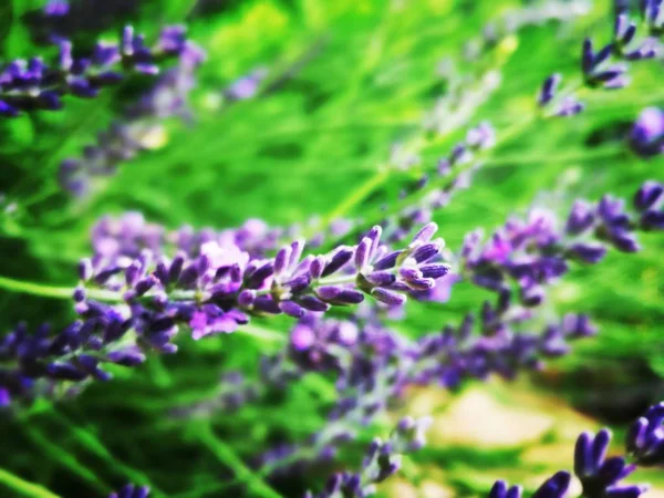 Lavender Flowers Garden — Stock Photo, Image