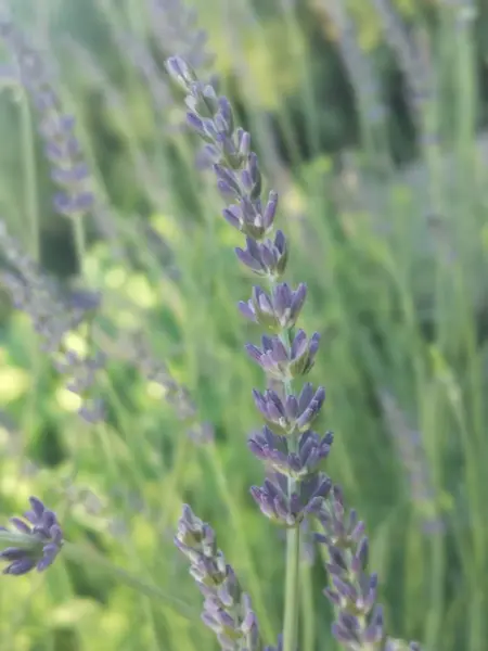 Lavender Flowers Garden — Stock Photo, Image