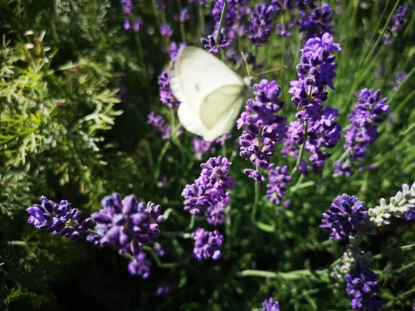 Lavender Flowers Garden — Stock Photo, Image