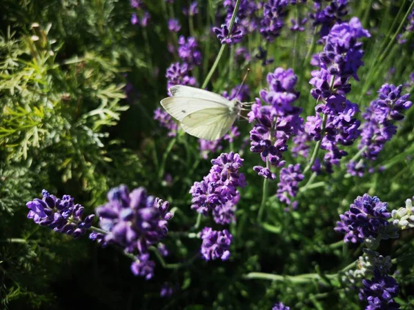 Fleurs Lavande Dans Jardin — Photo