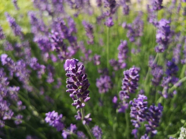 Lavender Flowers Garden — Stock Photo, Image