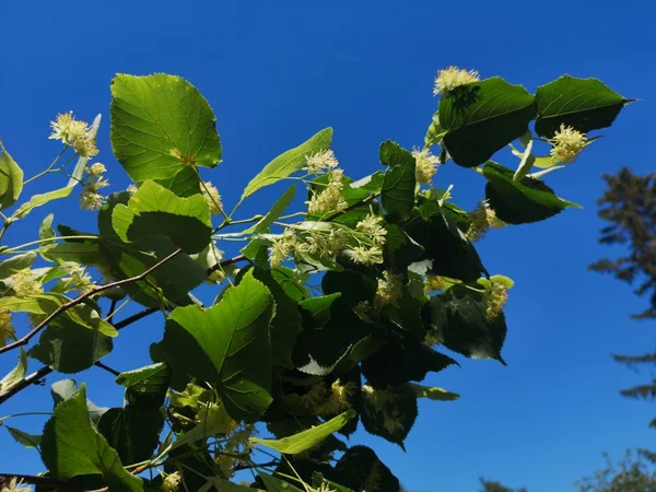 Linden Blossoms Middle Summer — Stock Photo, Image