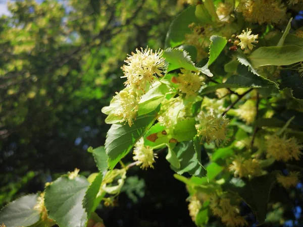 Linden Blossoms Middle Summer — Stock Photo, Image