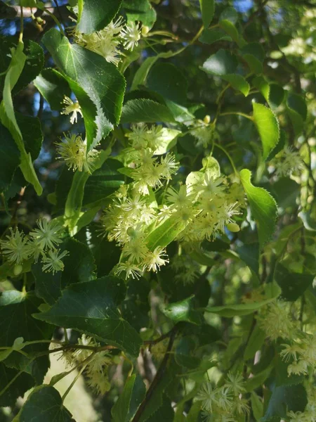 Linden Blossoms Middle Summer — Stock Photo, Image