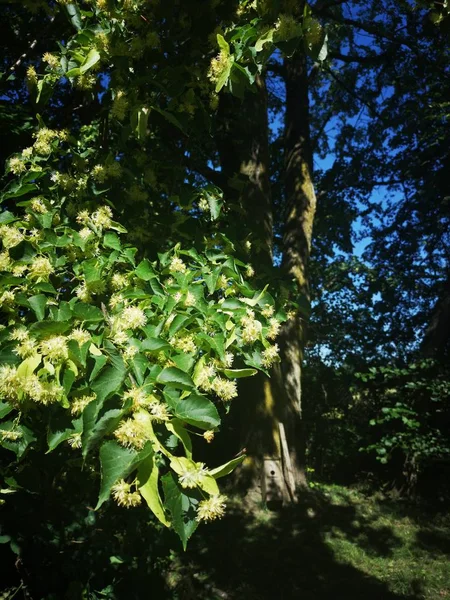 Linden Blossoms Middle Summer — Stock Photo, Image