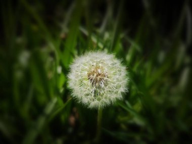 Baharda çiçek açan bahçe