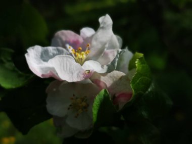 Baharda çiçek açan bahçe 