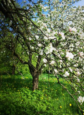 Baharda çiçek açan bahçe 
