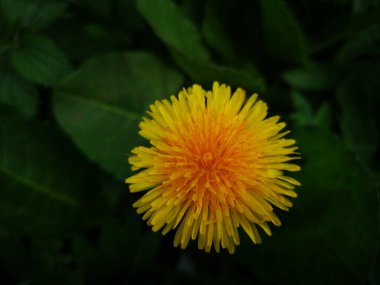 Baharda çiçek açan bahçe 