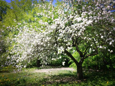 Baharda çiçek açan bahçe 