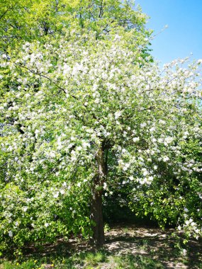 Baharda çiçek açan bahçe 