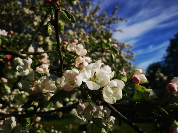 Ogród Kwitnący Wiosną — Zdjęcie stockowe
