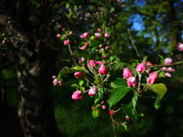 Jardin Fleuri Printemps — Photo