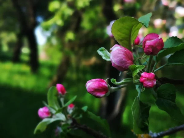Цветущий Сад Весной — стоковое фото