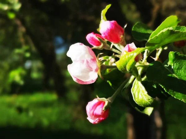 Цветущий Сад Весной — стоковое фото