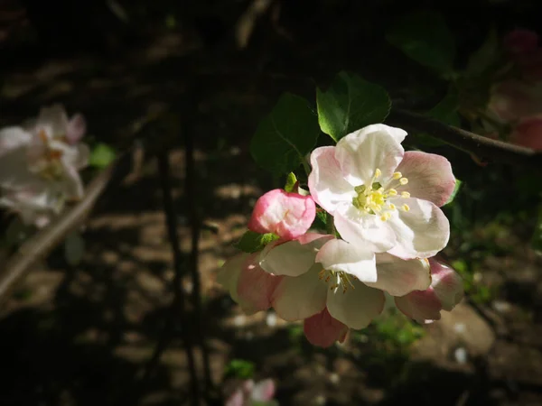 Kvetoucí Zahrada Jaře — Stock fotografie
