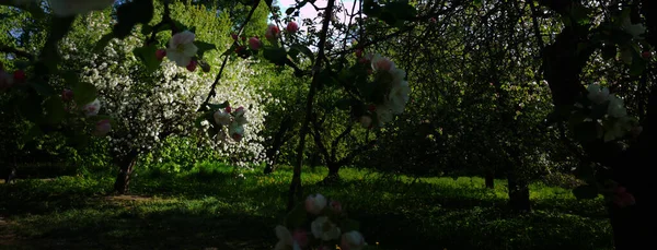Jardim Florido Primavera — Fotografia de Stock