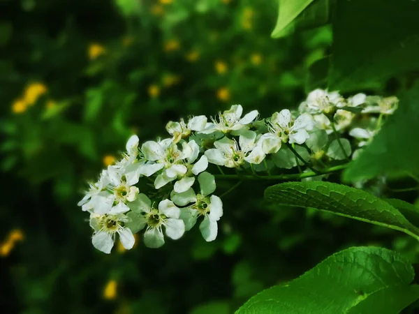 Flowering Garden Spring — Stock Photo, Image