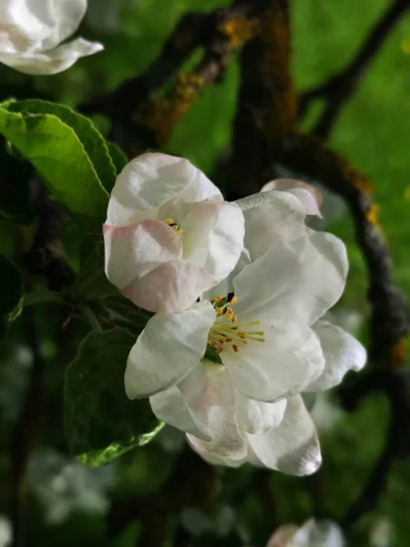 Квітучий Сад Навесні — стокове фото