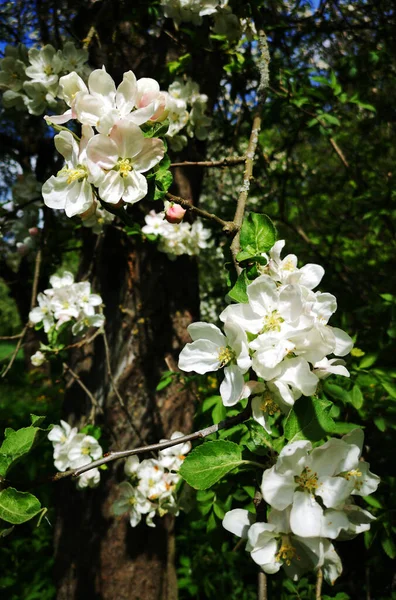 Kvetoucí Zahrada Jaře — Stock fotografie