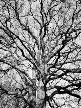 Meşe ağaçları için mistik kış grafikleri