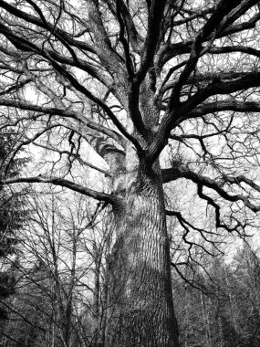 Meşe ağaçları için mistik kış grafikleri