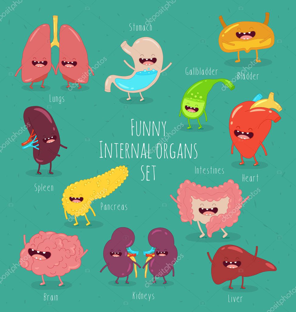 Funny illustration with cartoon characters of healthy internal organs