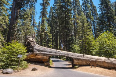ABD 'nin Kaliforniya eyaletindeki Sequoia Ulusal Parkı' ndaki Tünel Kütük Ağacı