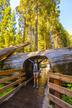 Sequoia Ulusal Parkı, Kaliforniya 'daki Tünel Kütük Ağacı' nda bir kadın.
