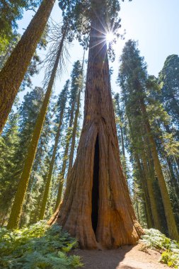 Sequoia Ulusal Parkı, güzel sekoyalar, Kaliforniya, ABD