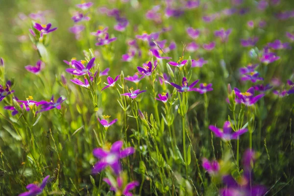 Fleurs Sauvages Poussant Sur Prairie — Photo