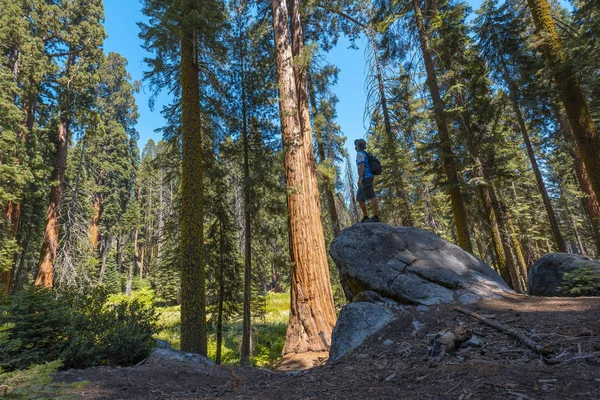 Mužský Turista Národním Parku Sequoia Krásné Sekvoje Kalifornie Spojené Státy — Stock fotografie